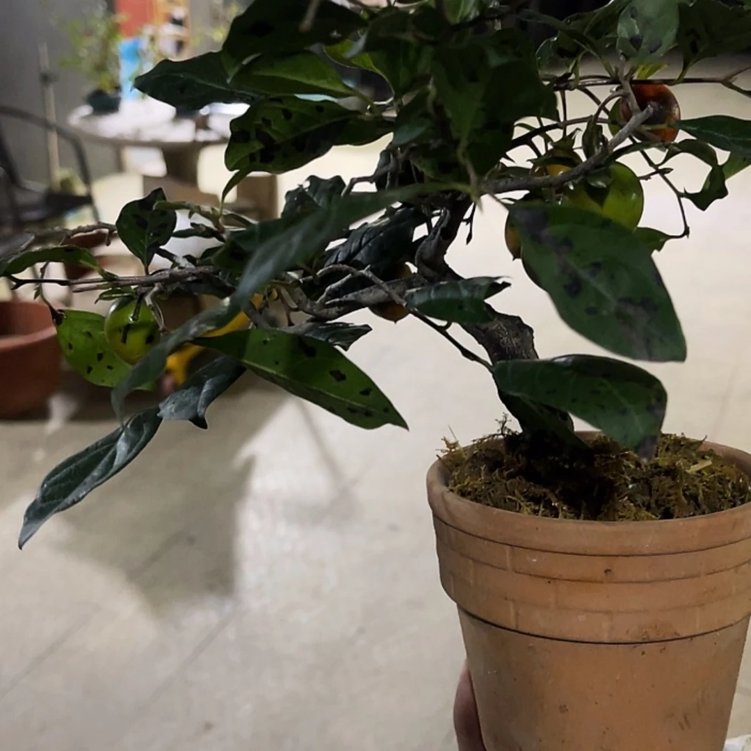 【闪购商品】老鸦柿贵妃500