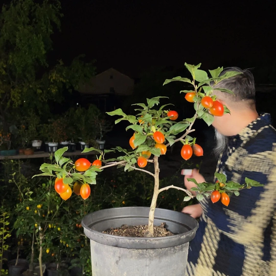 【闪购商品】老鸦柿陳500