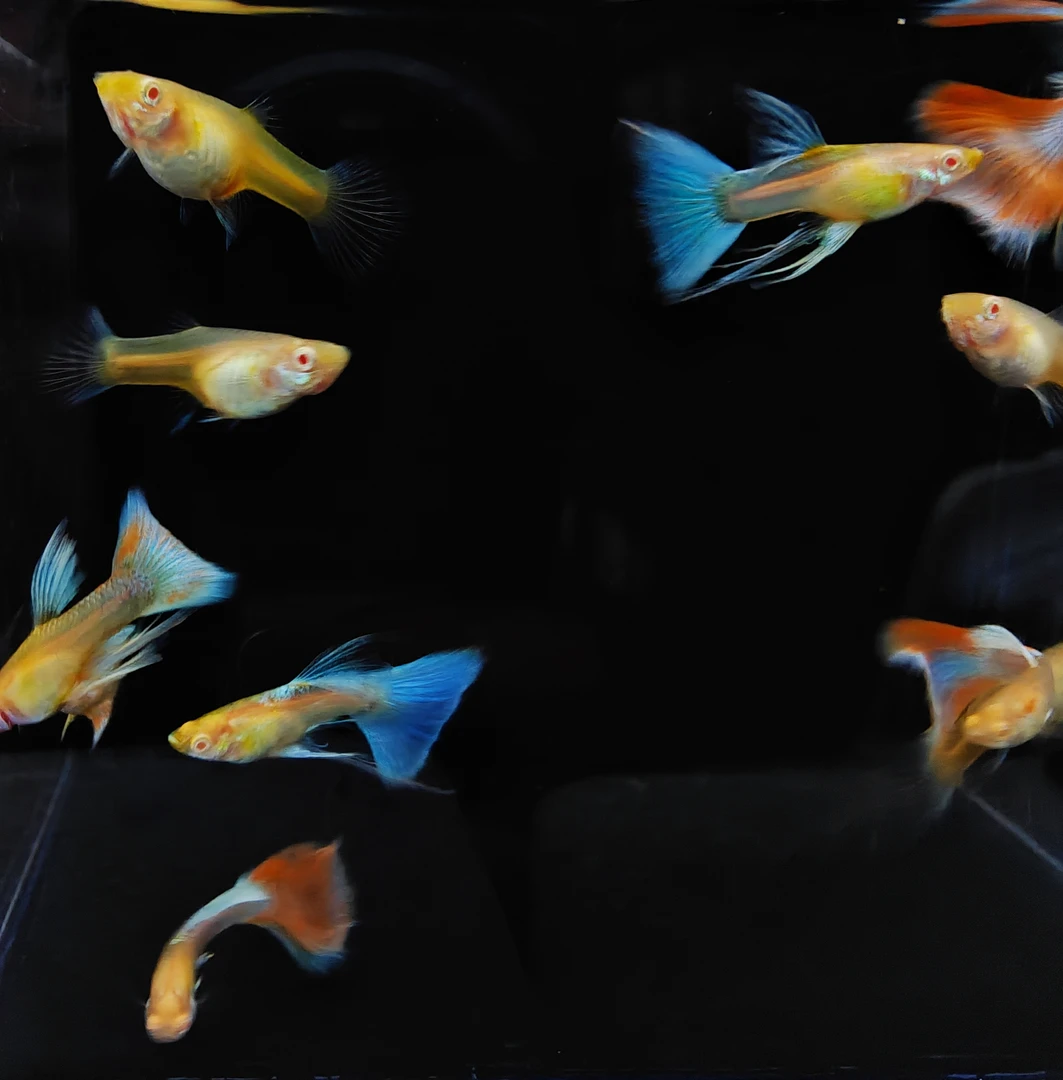 孔雀鱼天空蓝练手C