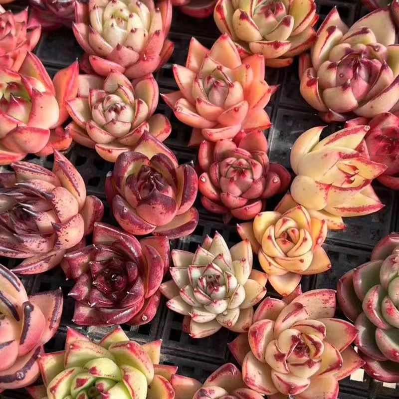 从前慢花园从前慢新品东云多肉