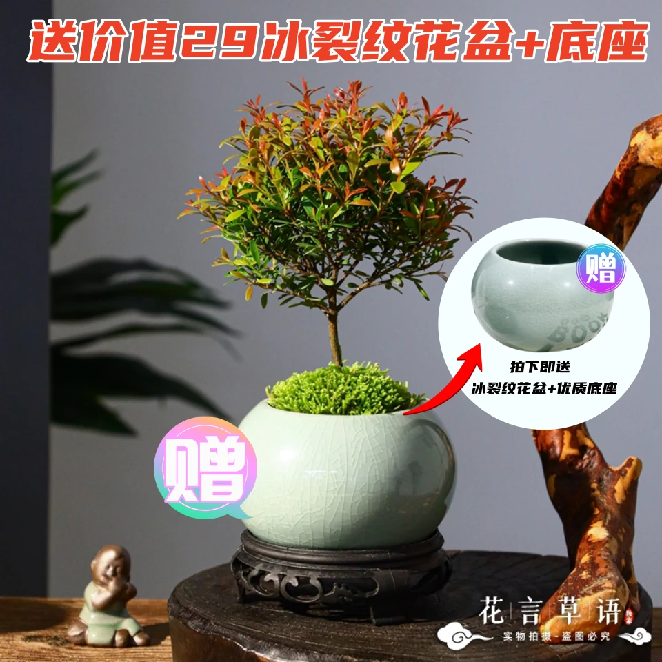 【花颜草语】小叶赤楠盆景盆栽实物绿植观赏绿植办公室赤楠大小赤楠