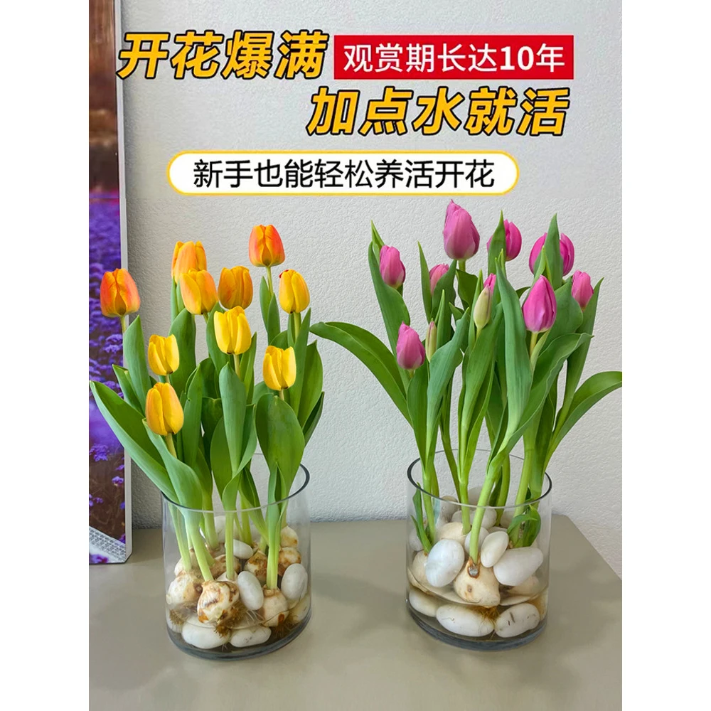 水培郁金香大种球5度重瓣带芽苞四季水养开花种子土培植物盆栽苗
