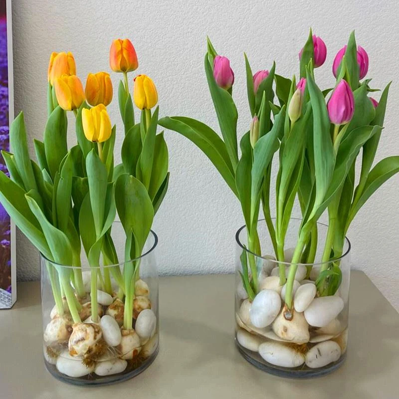 【9.9元郁金香12+大球种球种子】混色发货四季开花阳台盆栽植物开花