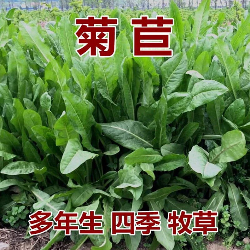 菊苣种籽 牧草种子 猪羊牛兔鸡鸭鹅多年生四季高产养殖鱼草