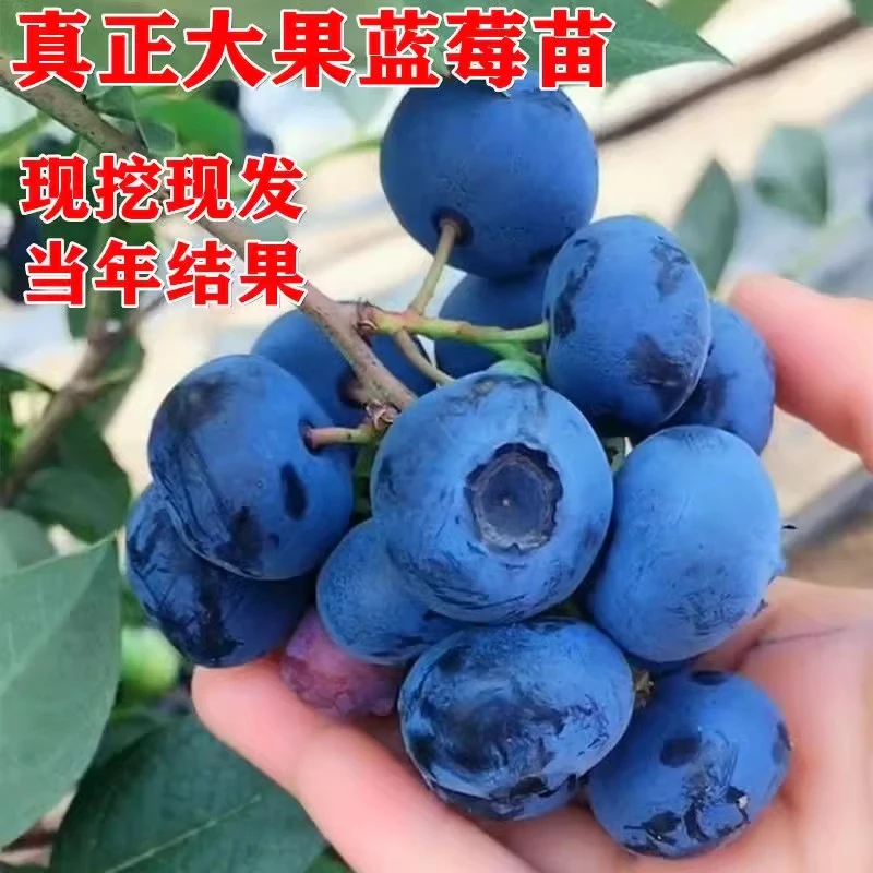 蓝莓树果苗南方北方果树果苗盆栽地栽蓝莓树抗寒新品种特大蓝莓苗