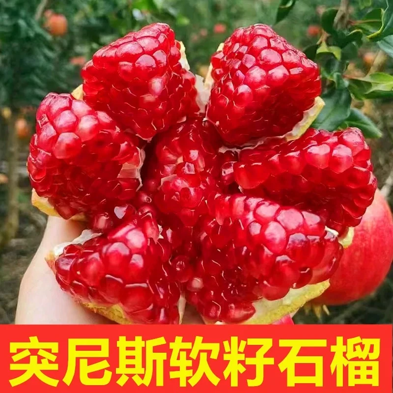 四川会理突尼斯软籽石榴当季新鲜水果果园直发现摘多汁脆甜