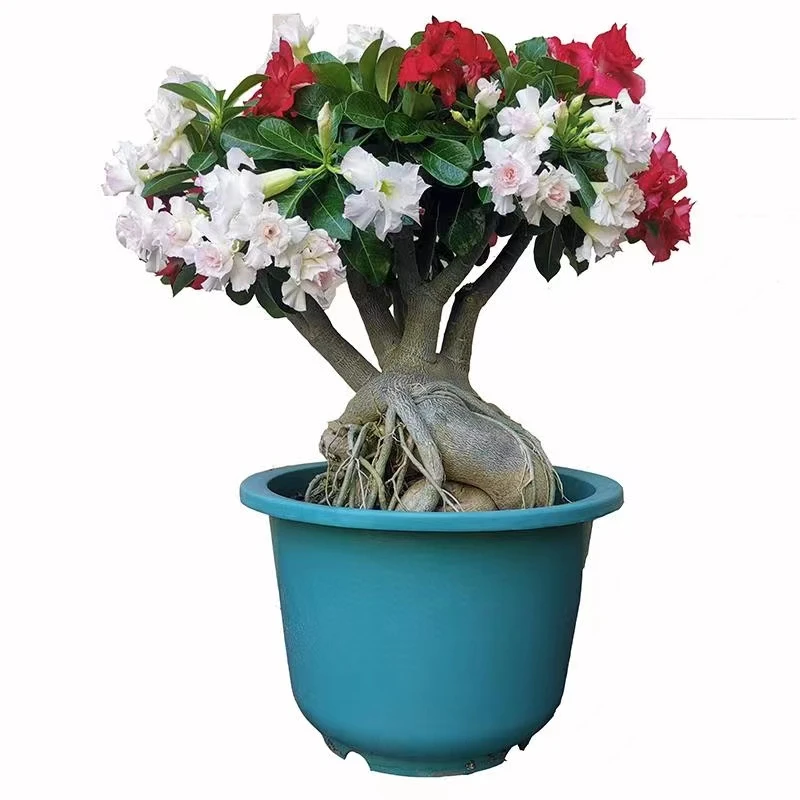 乐芙沙漠玫瑰原生嫁接老桩重瓣特大老桩阳台绿植花好养易活包邮