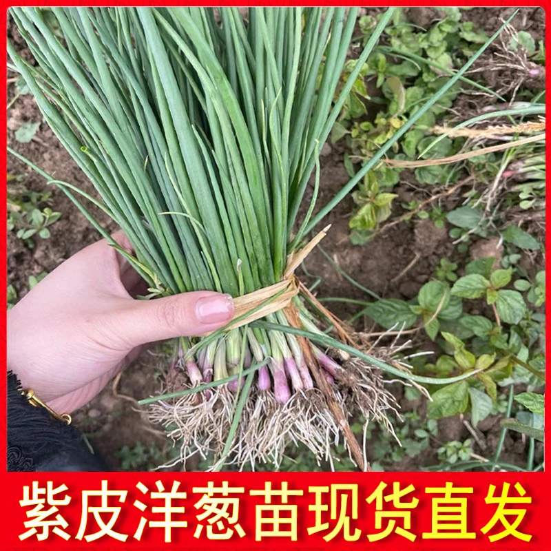 优质冬季紫皮洋葱苗批发栽苗高桩洋葱苗西蒜苗种植圆葱头苗紫皮