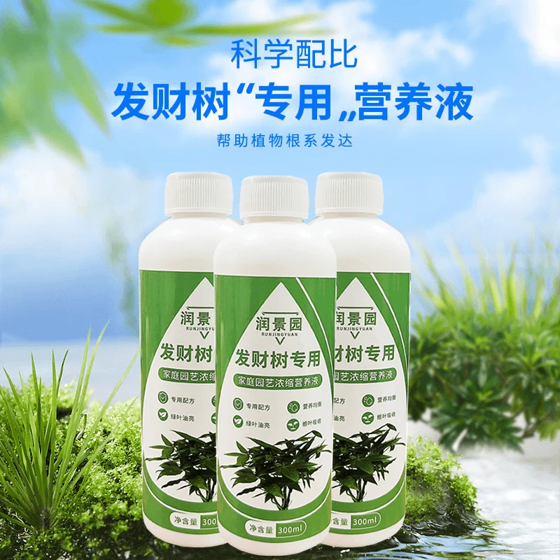 【发财树营养液】家庭园艺发财树专用营养液水培生长土壤烂根黄化