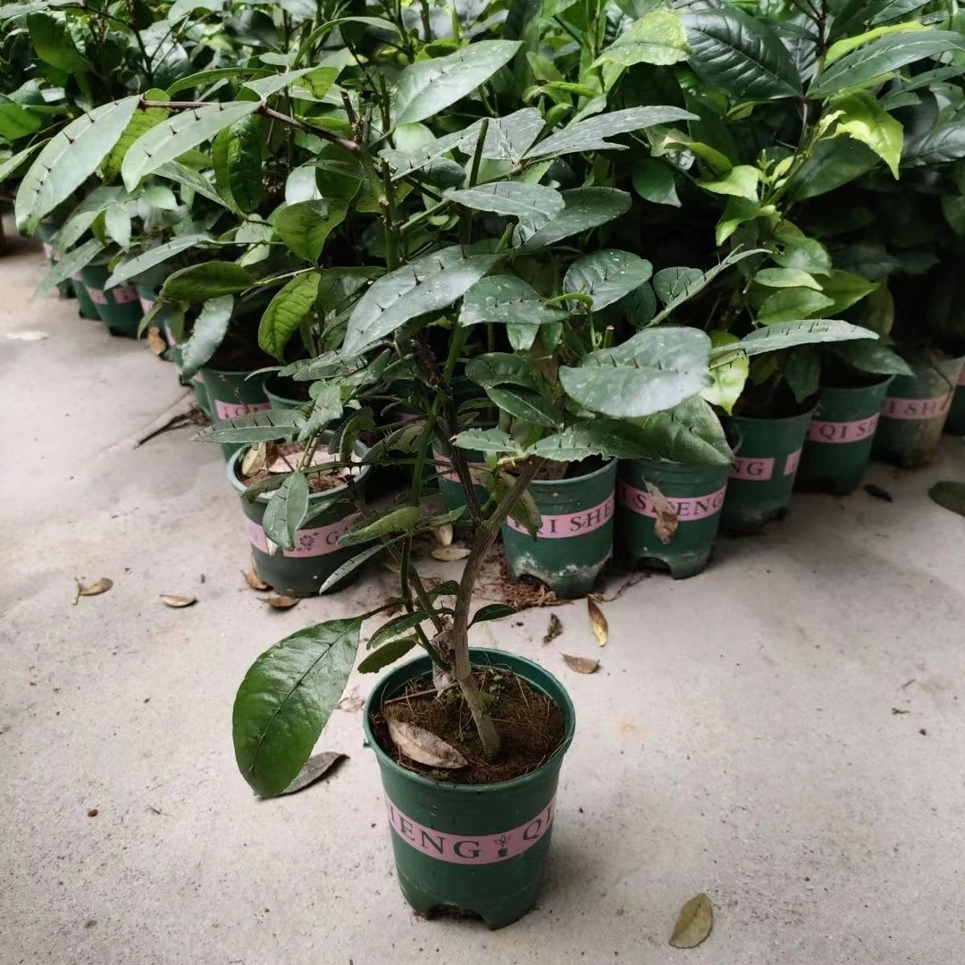 两面针小苗新鲜入地金牛扦插袋苗福建两面针幼苗庭院盆栽绿植七叶