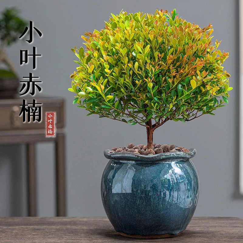 小叶赤楠盆栽老桩植物盆景四季常青客厅阳台办公室桌面好养绿植