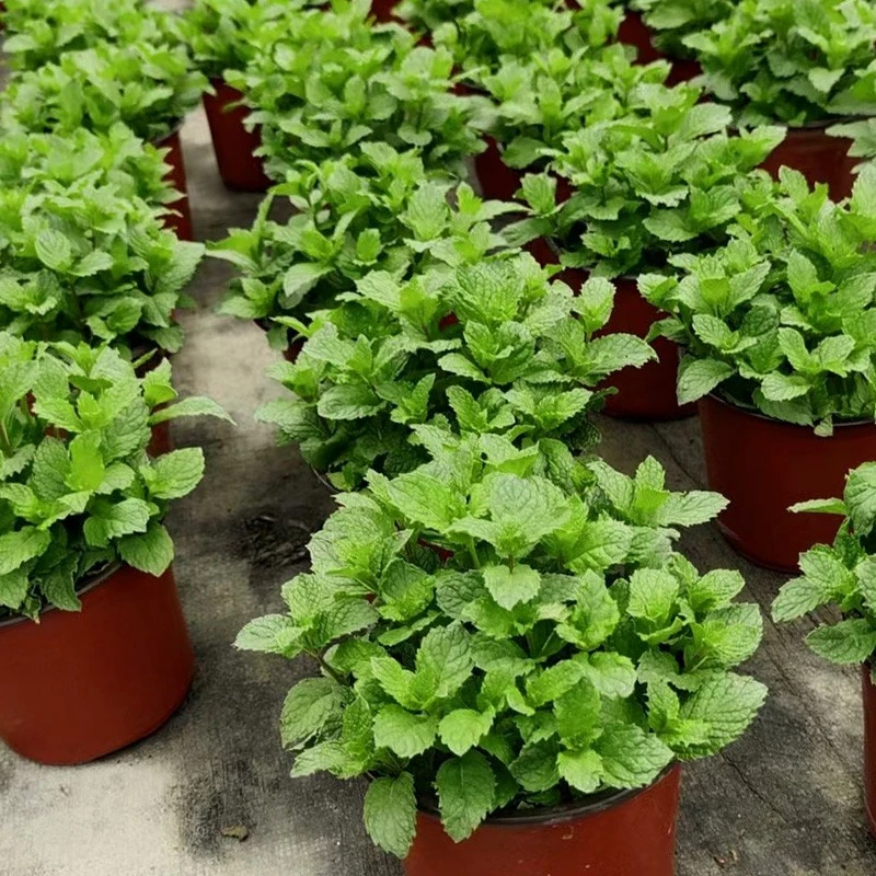 金叶子柠檬薄荷盆栽可食用香草驱蚊植物多年生室内外阳台花园绿植
