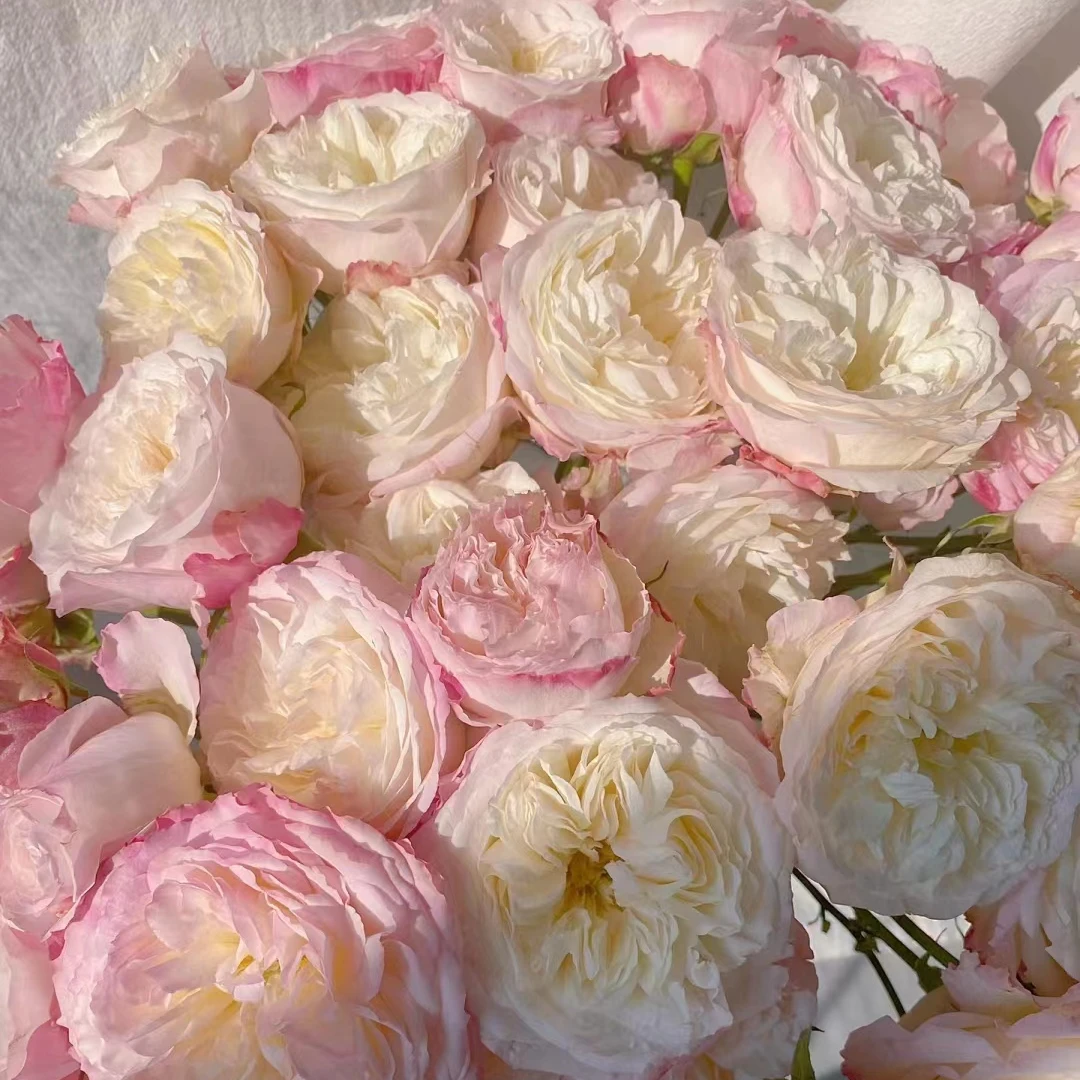 云南百花园基地 {凯拉玫瑰10枝} 包邮 送保鲜剂