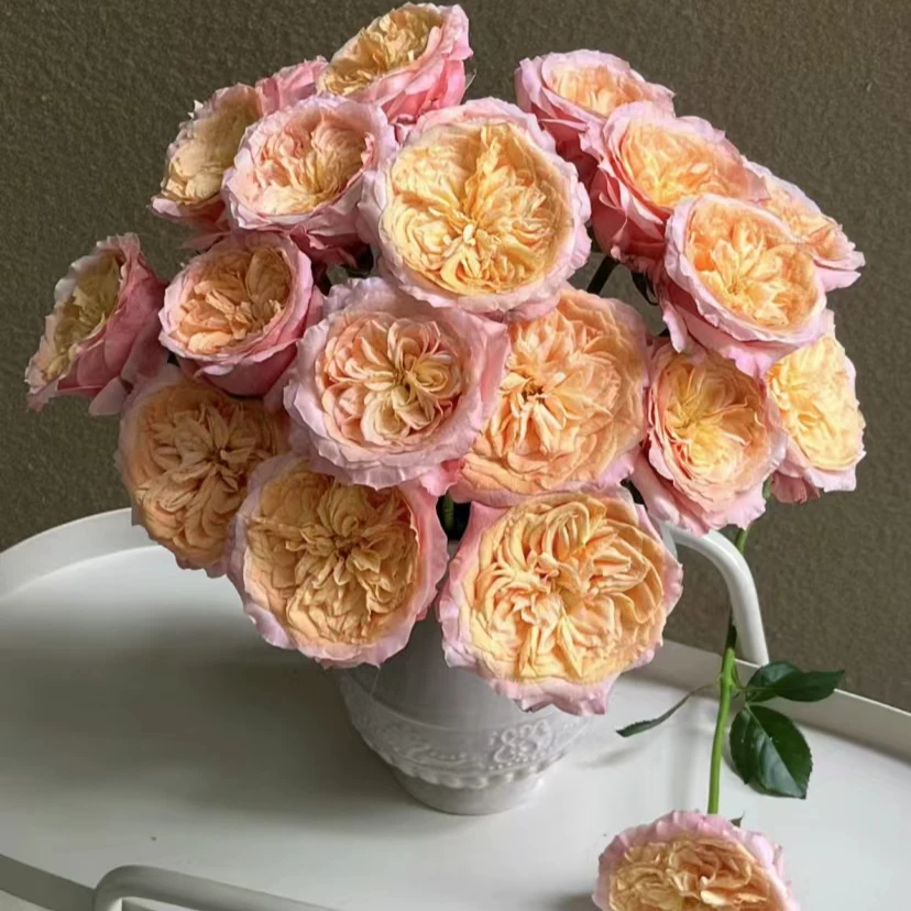 云南百花园基地 {维多利亚玫瑰10枝} 包邮 送保鲜剂