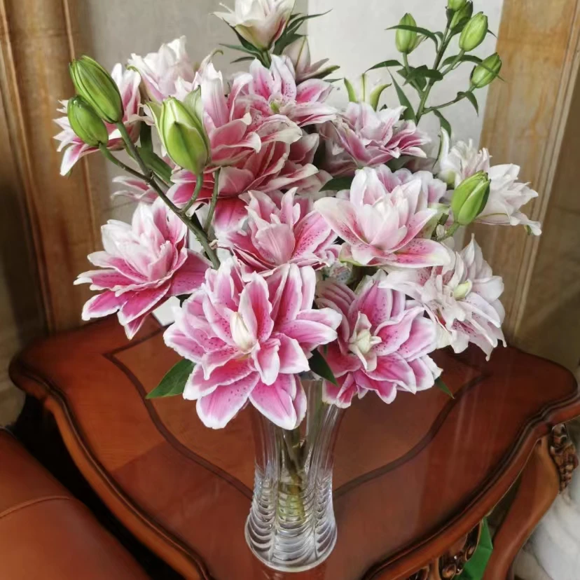 云南百花园基地 {火星之恋百合5枝} 包邮 送保鲜剂