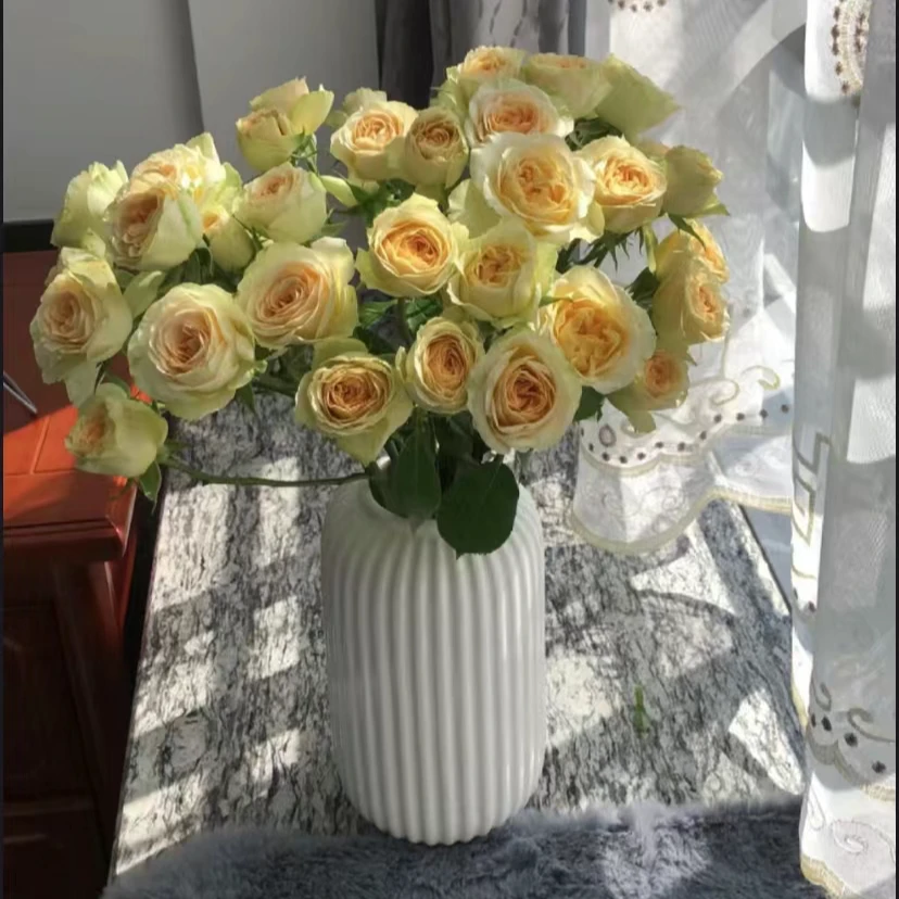 云南百花园基地 {牛油果玫瑰10枝} 包邮 送保鲜剂
