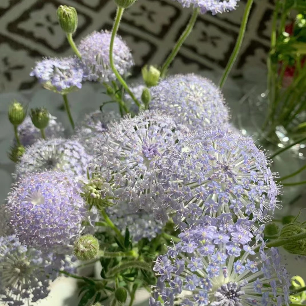 云南百花园基地 {翠珠2扎} 包邮 送保鲜剂