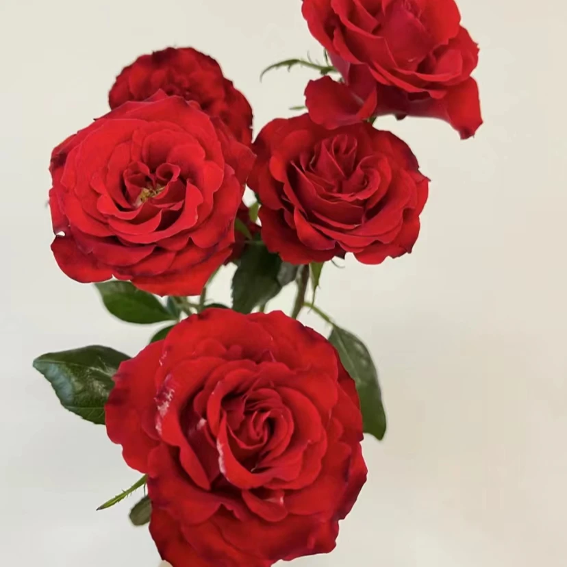 云南百花园基地 {霓虹泡泡 10枝} 包邮 送保鲜剂