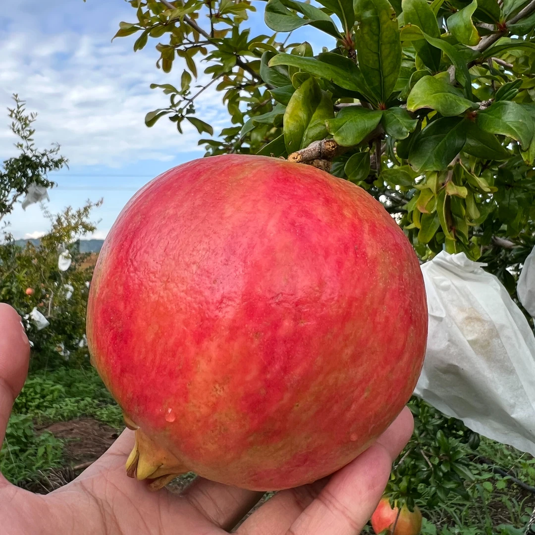 四川会理突尼斯软籽石榴爆甜汁多单果300g-400g五斤发货