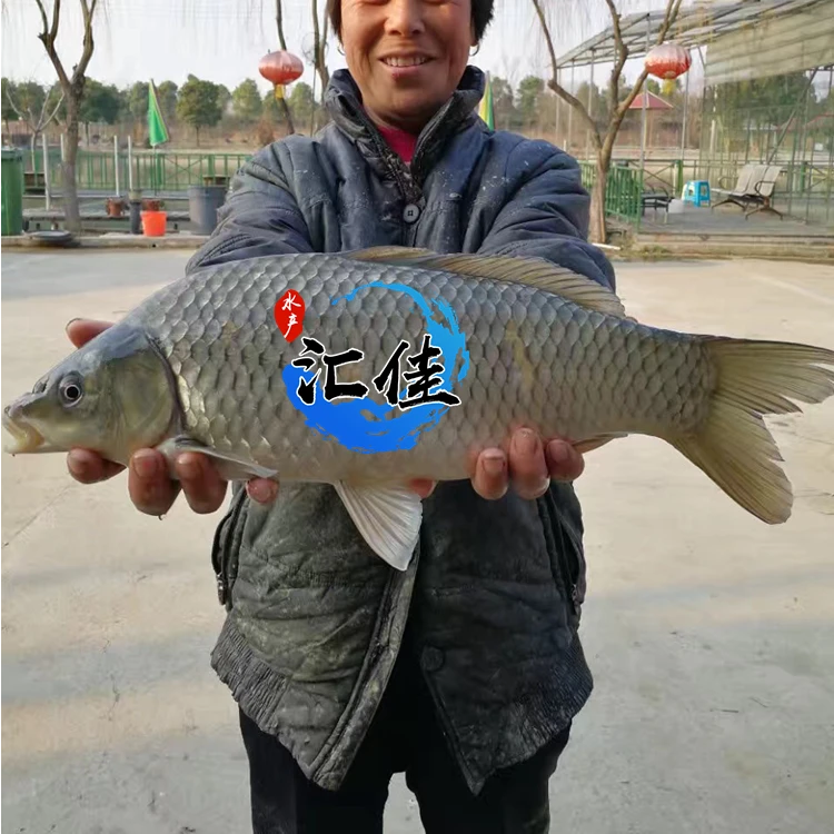 鲤鱼 宠物活体观赏