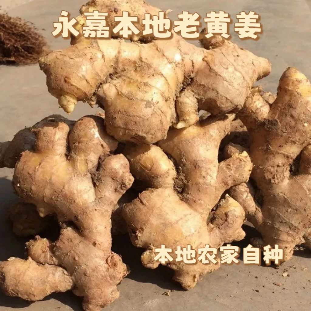 浙江温州永嘉本地生姜老姜黄姜月子姜农家自种
