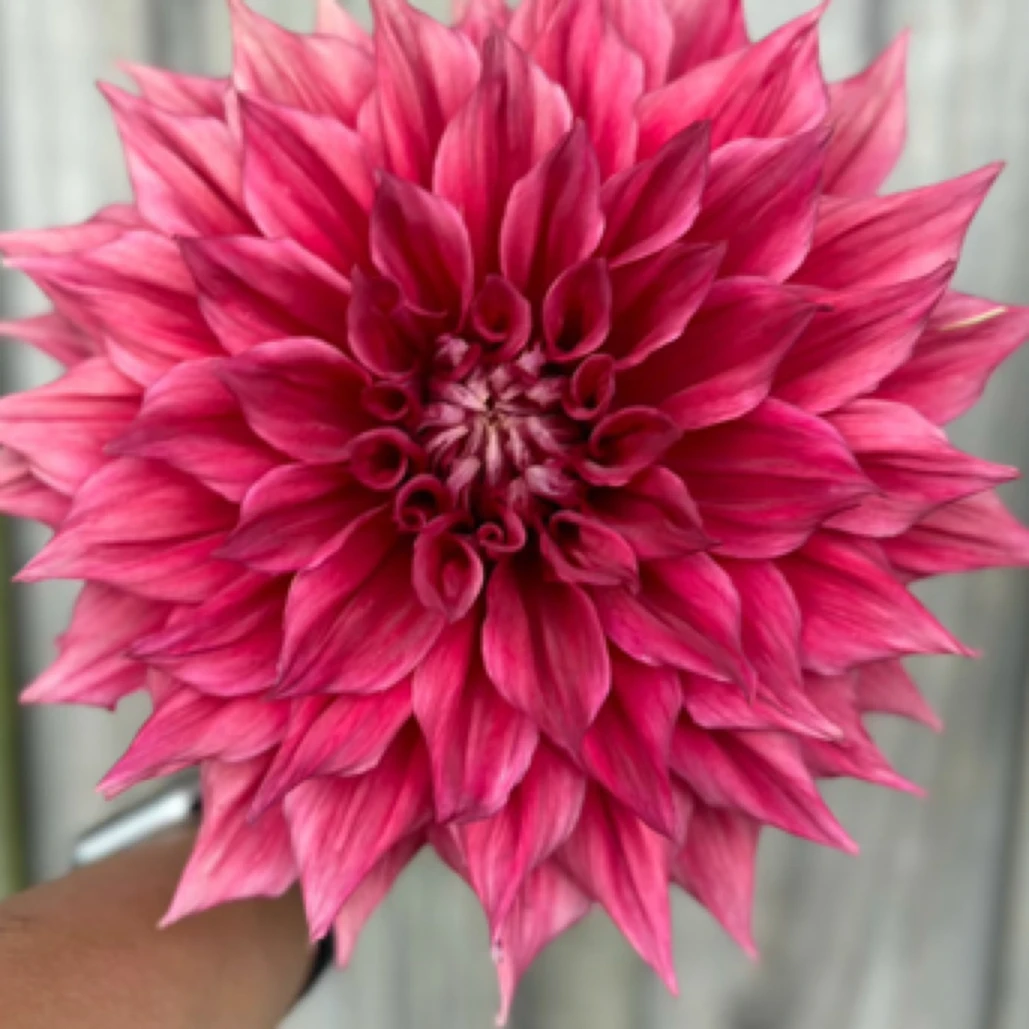 宝典（一整坨）新品种大丽花种球