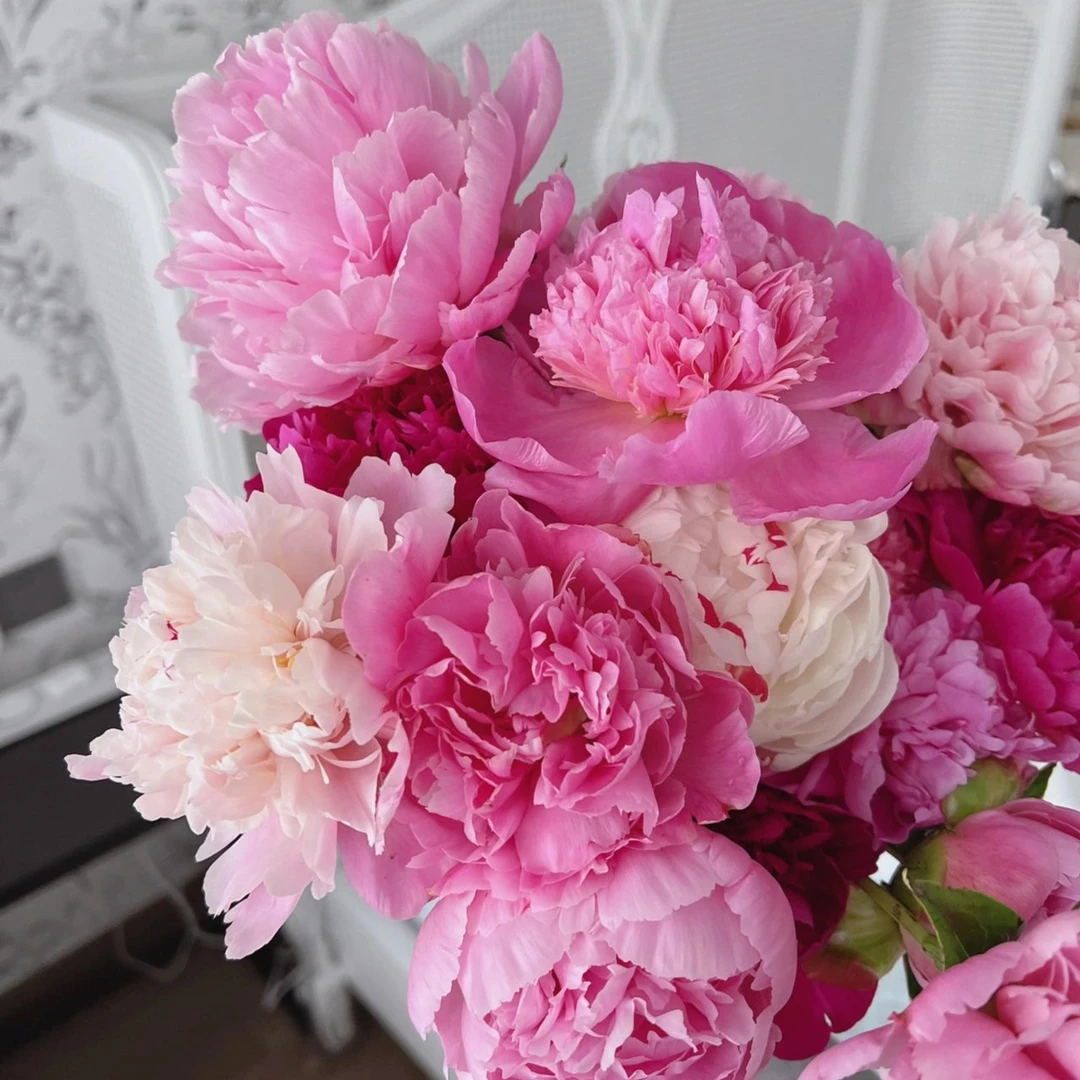 菏泽重瓣大花芍药花芍药种球  当年开花