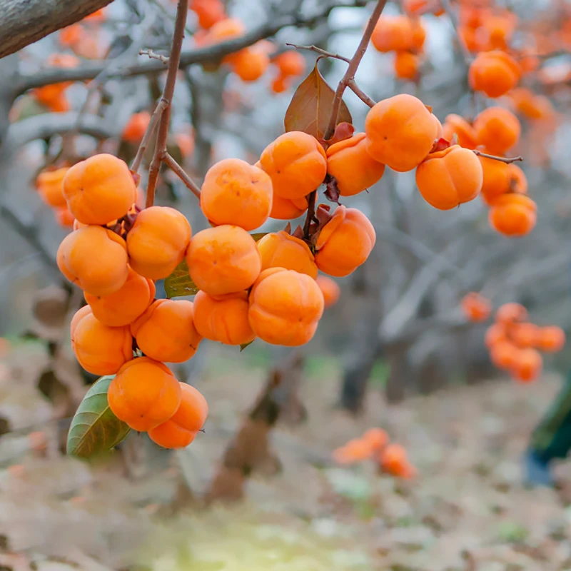 柿子苗树脆甜柿无核柿南北方种植特大庭院地栽当年结果柿子树果苗