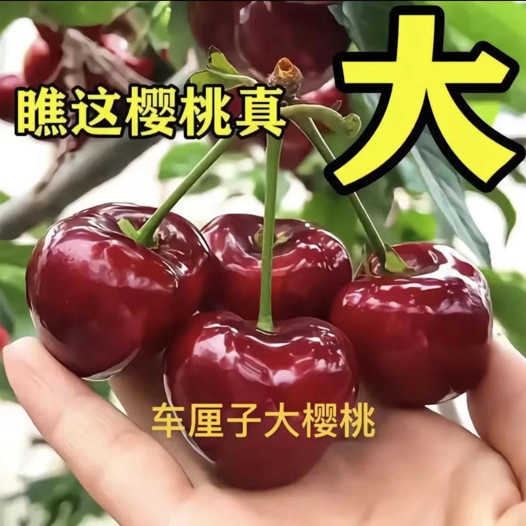 车厘子树苗樱桃树苖南方北方种植盆栽庭院矮化樱桃树大樱桃苗