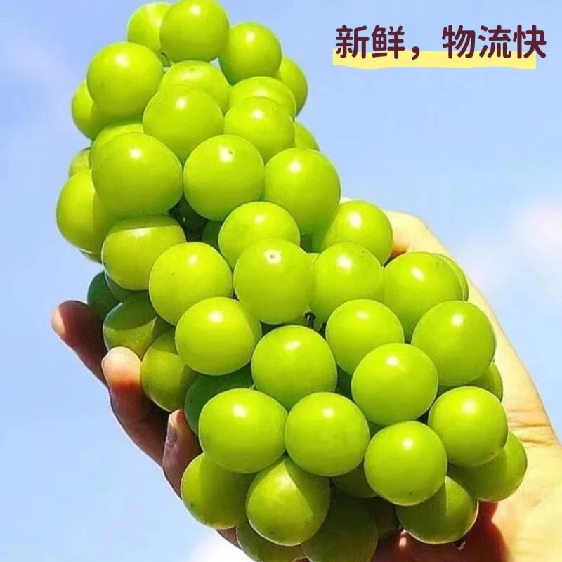 【阳光玫瑰】云南水果