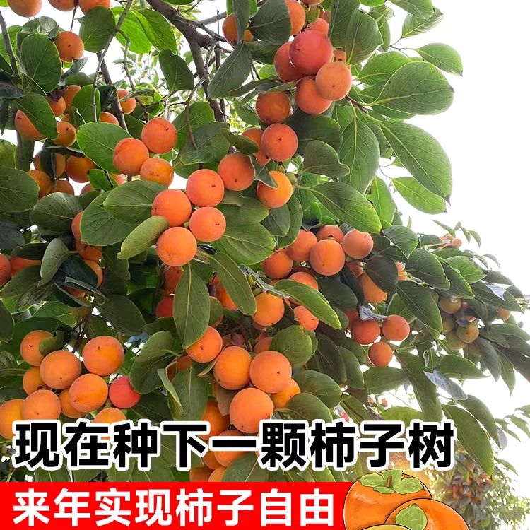 柿子树树苗当年种植结果脱涩柿子果树南北方种植盆栽地栽柿子树
