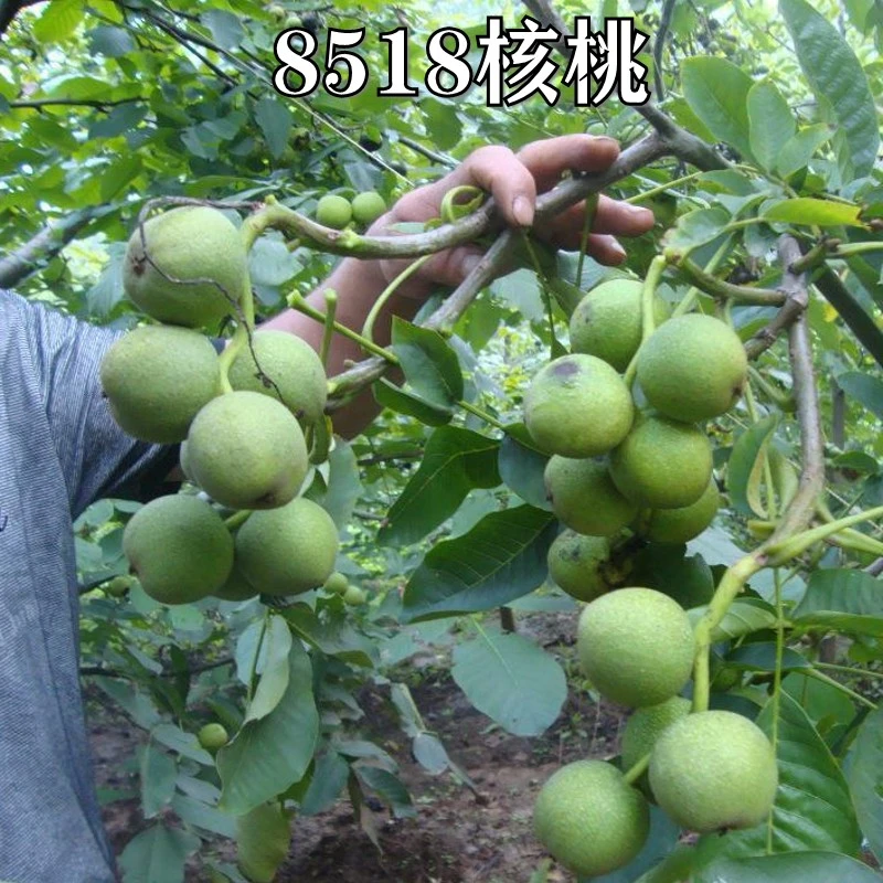 新品种薄壳8518核桃苗嫁接苗薄皮核桃树苗南北方种植地栽当年结果
