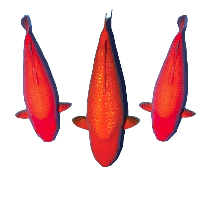 红白大正昭和锦鲤 30-55公分活体观赏鱼顺丰包邮