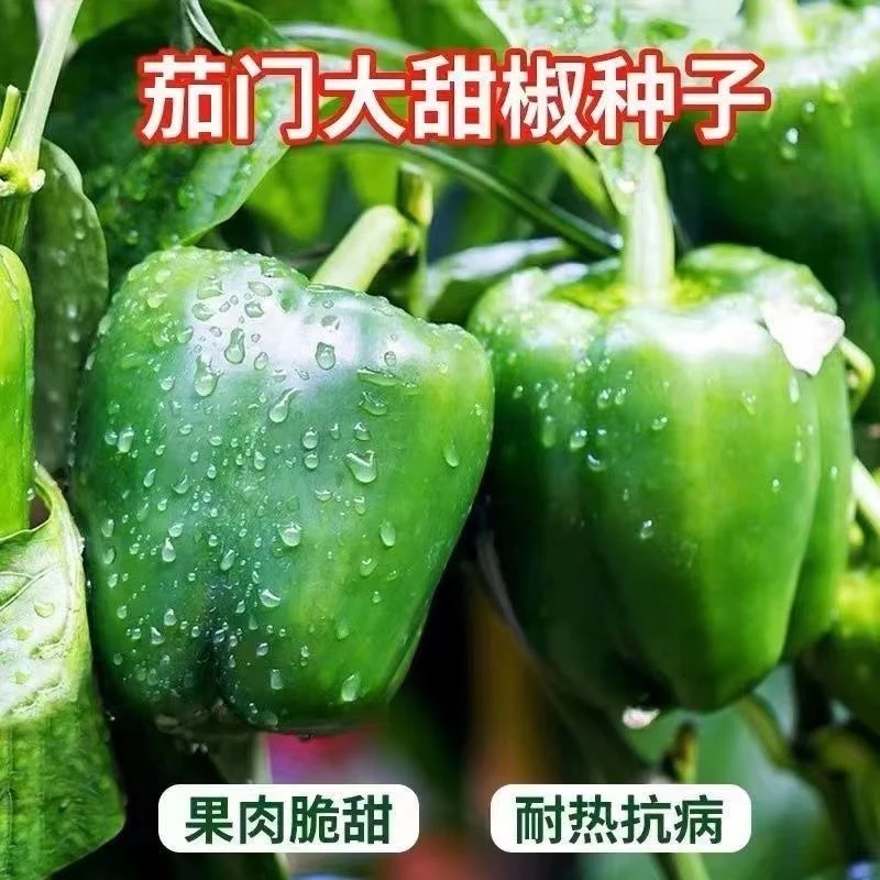 早熟尖椒王辣椒种子特大牛角羊角椒种籽春秋四季高产蔬菜青椒种孑