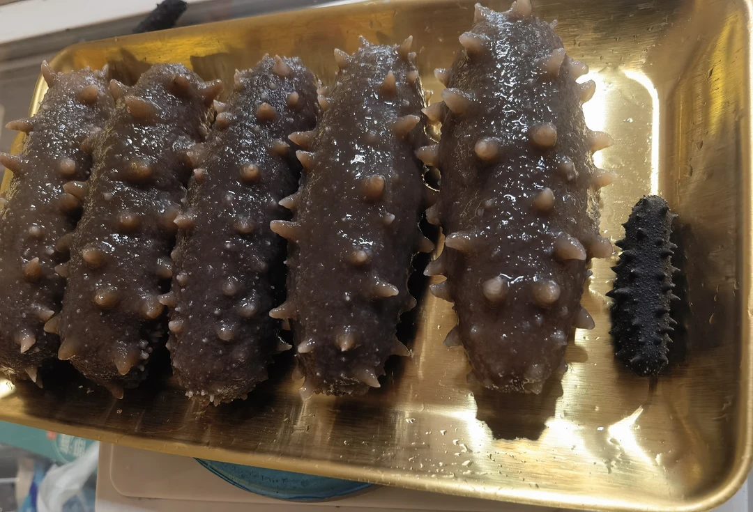 大连纯淡高泡发干参60-80头一斤。