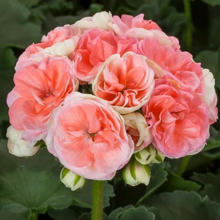 【天竺葵/直立】开花机器四季开花好养抗病性强阳台庭院天竺葵盆栽