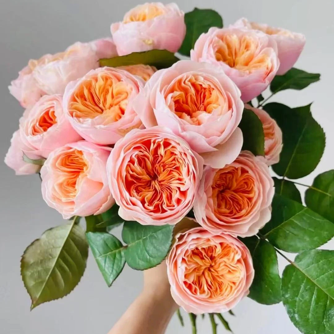 【朱丽叶】四季开花重瓣花型绝美可切花颜值高香味怡人耐雨淋