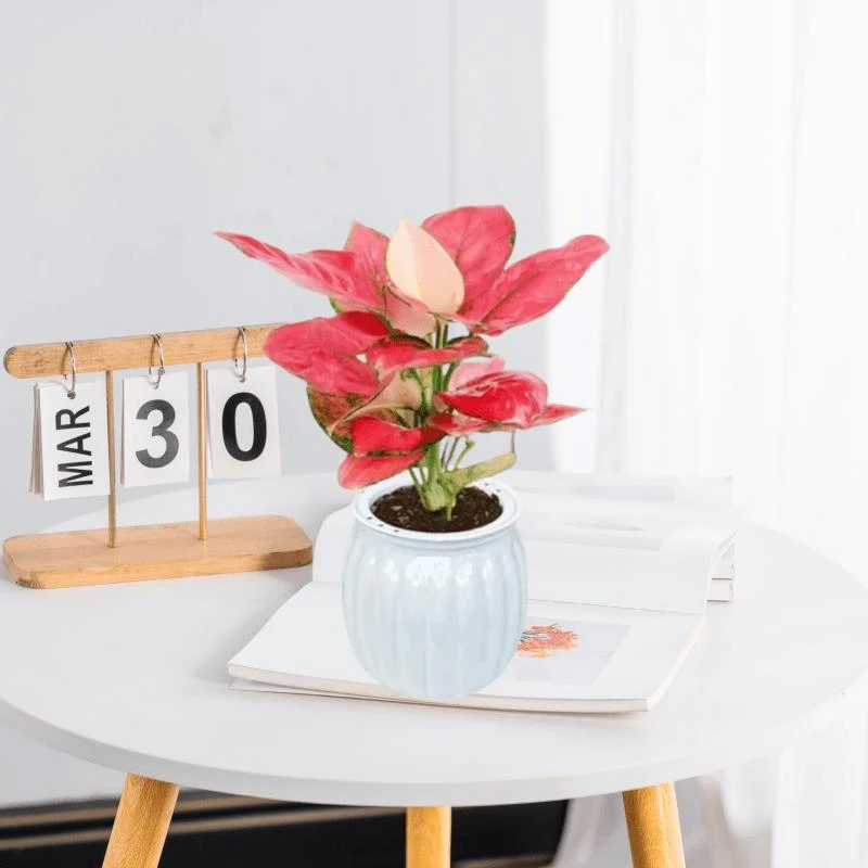 吉利红盆栽万年红如意皇后植物办公室内客厅桌面花卉吸甲醛绿植