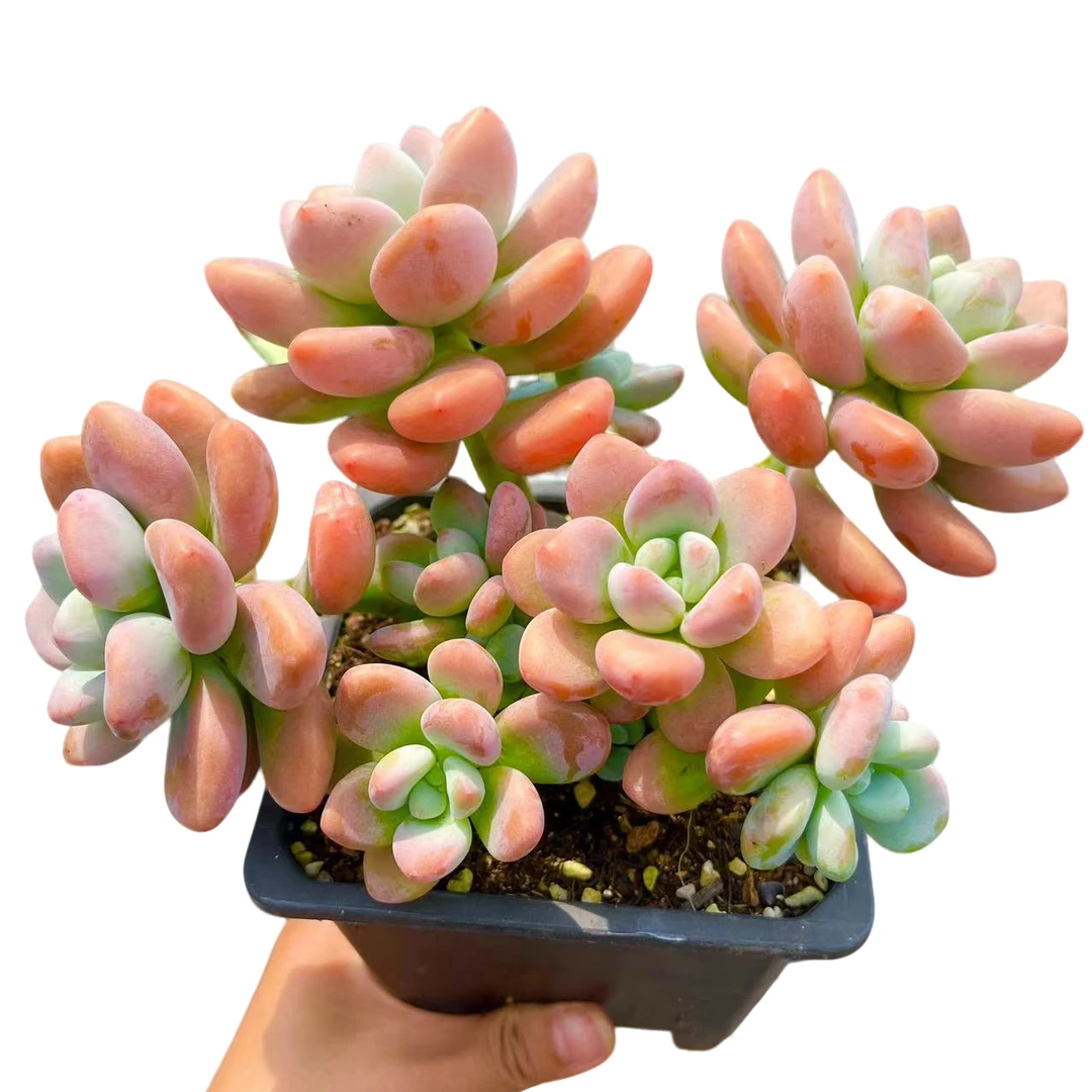 【红洛神】脱土发货 大漂亮多肉 以直播间为准