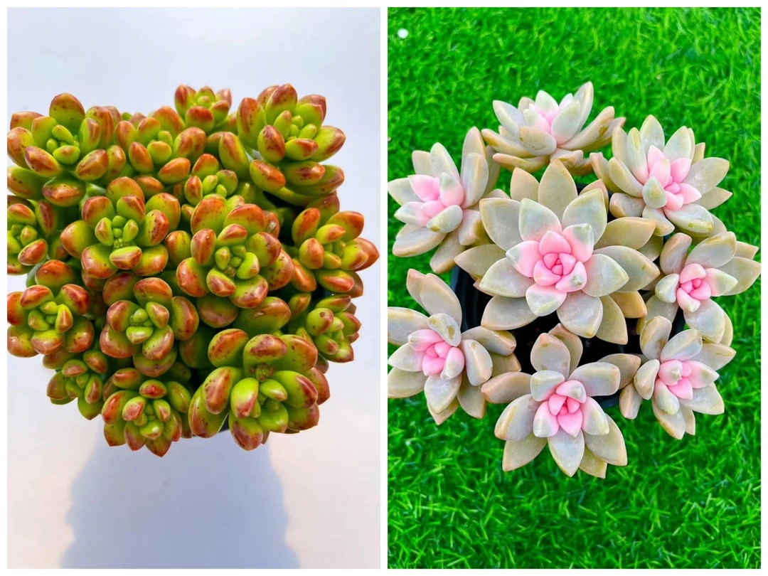 【香豆子+樱花锦】带盆带土 大漂亮多肉  以直播为准