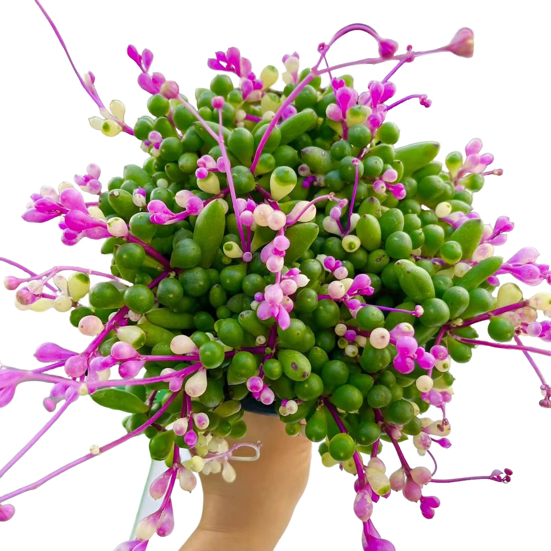 【紫霞仙子】带盆土发货 大漂亮多肉 以直播间为准