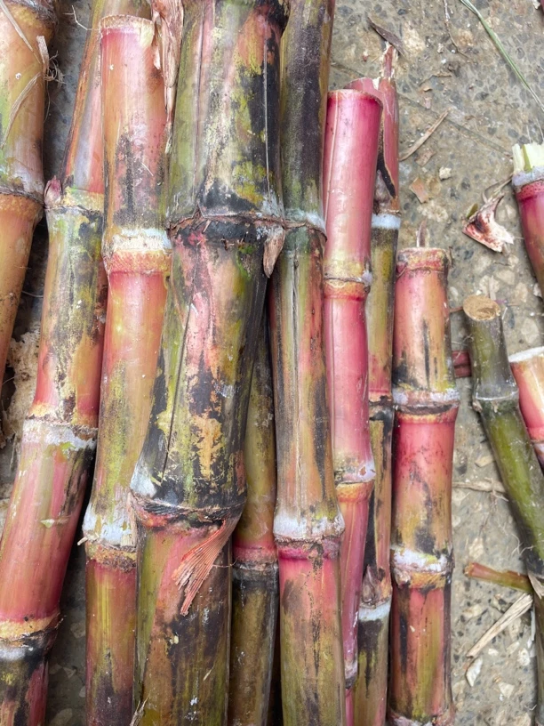 【有裂口偏多】尾货云南桥头红皮脆皮甘蔗可以吃。