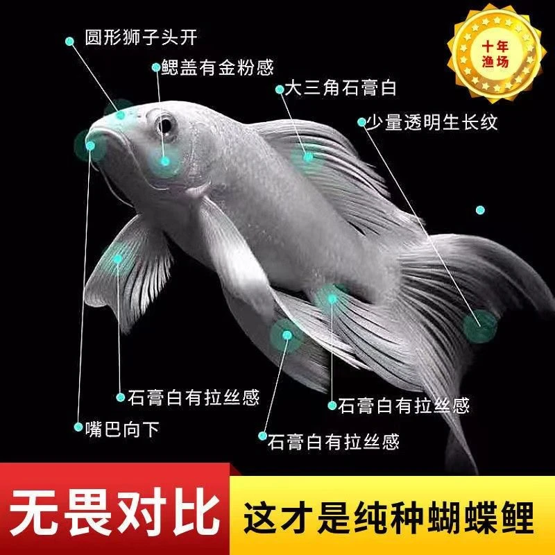 9-15cm观赏鱼精品小蝴蝶锦鲤活体普身好养活长尾淡水鱼混养鱼苗