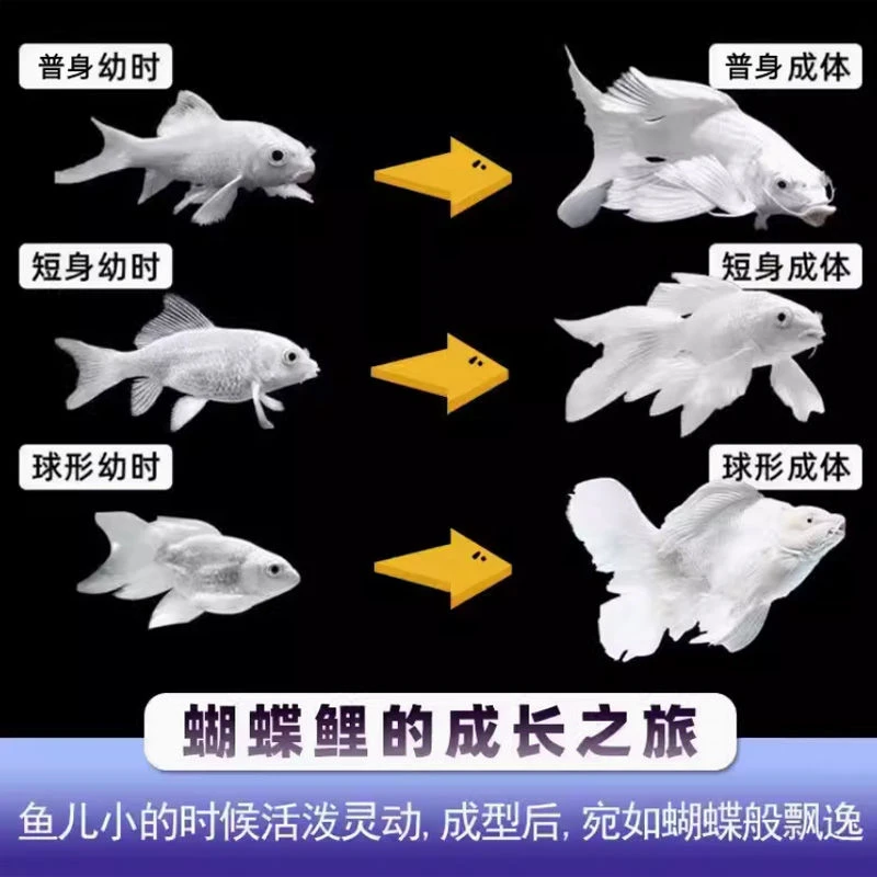 渔场直销普身各种颜色蝴蝶鲤包邮包开箱活