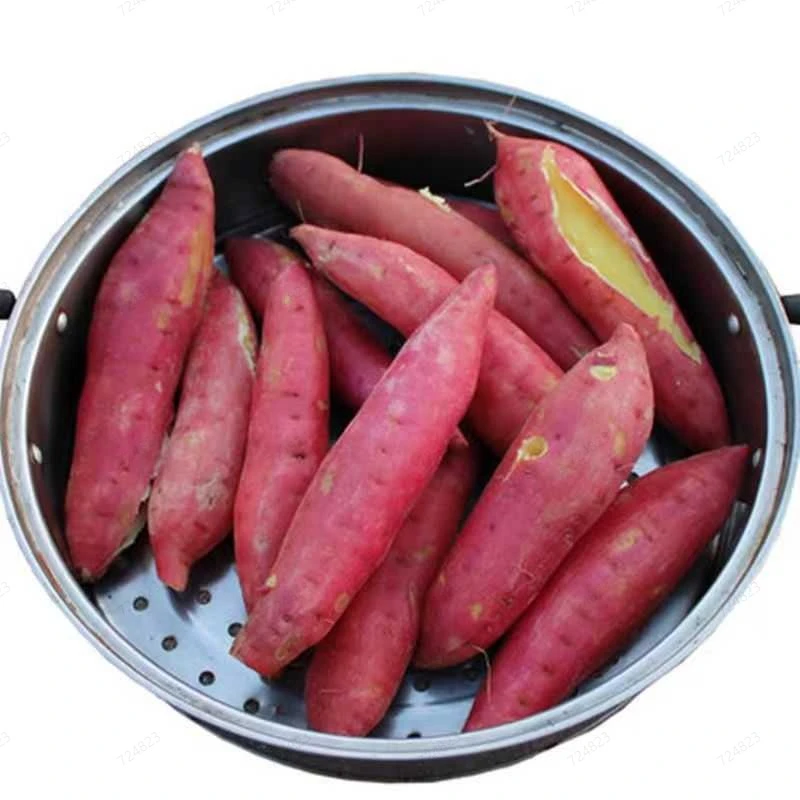 陕西临潼板栗红薯现挖现发粉糯香甜黄心红薯无丝5斤装包邮