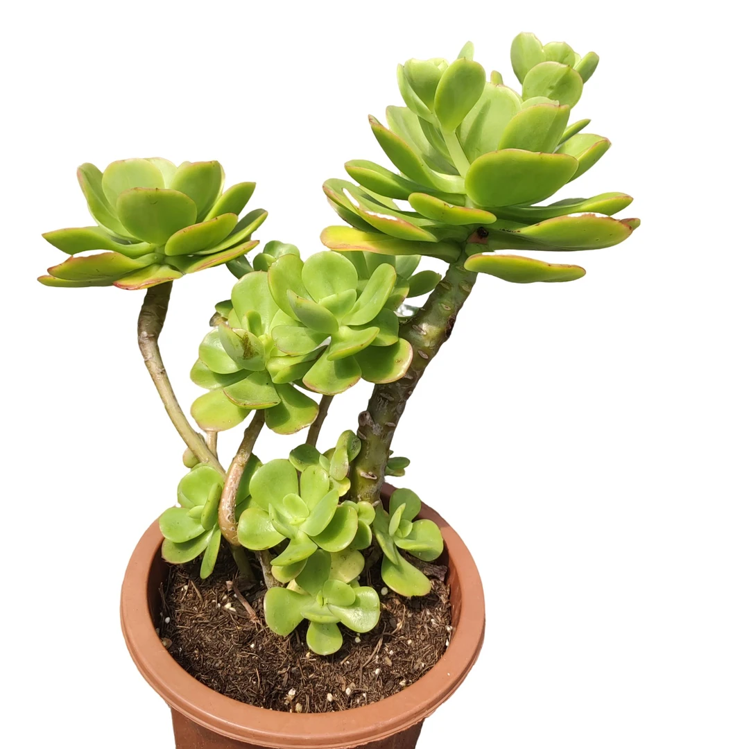 中号造型红梅（有晒斑）多肉植物种植优选精选发货售后基地自产自销