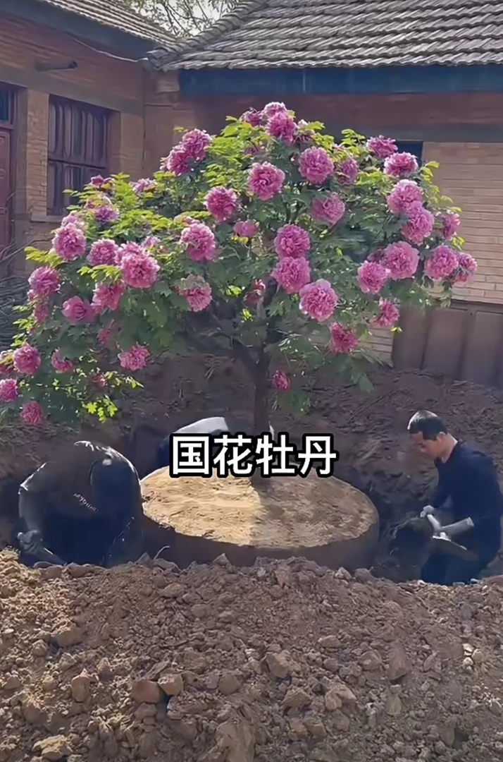 【60年牡丹仙树】 长了几十年的牡丹树  可出嫁