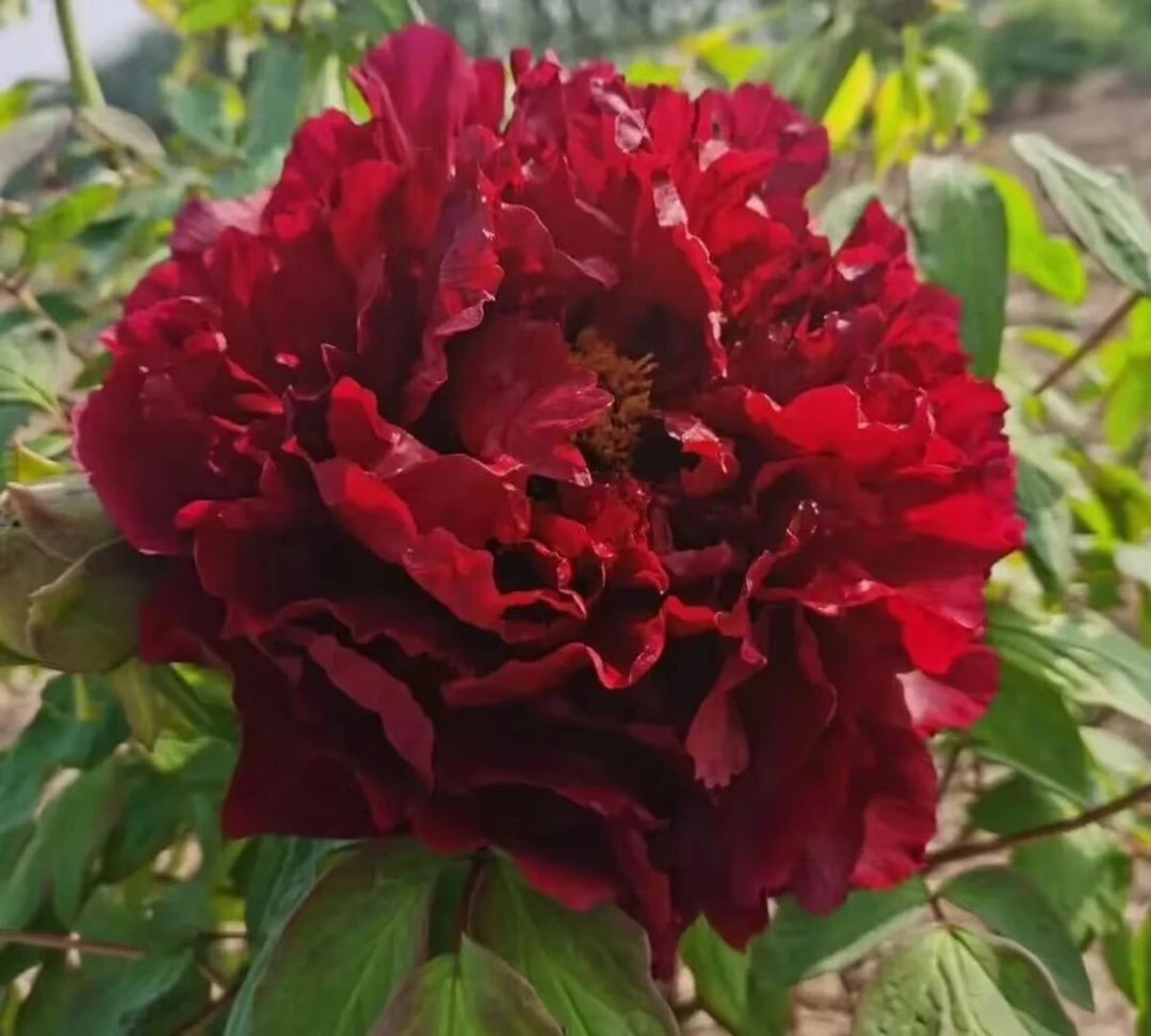 牡丹【百园红霞】百花园仙子 精品苗现挖现发