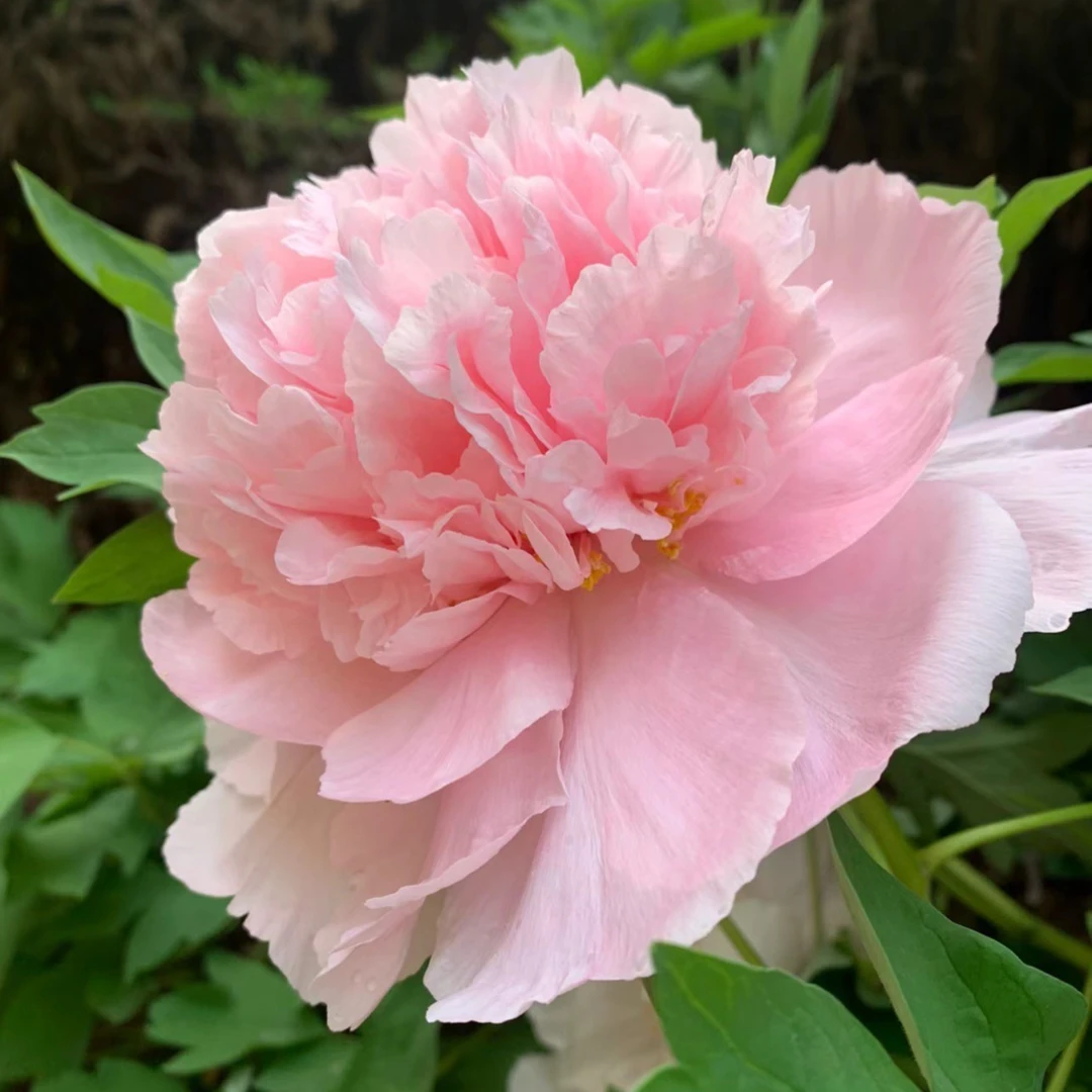 牡丹【赵粉】四大名品 精品苗鲜活 精品苗现挖现发