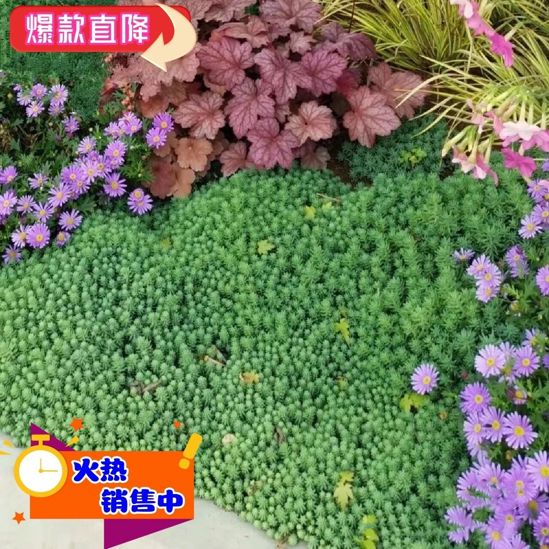 中华景天薄雪万年草地被绿化耐寒土壤生长清新常绿可爱自然多肉